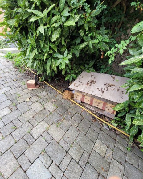 Фотоловушка HC-900A