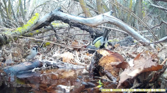 Фотоловушка HC-801M